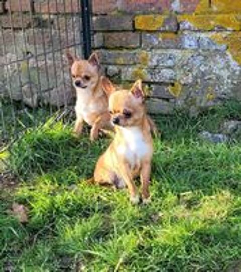   Adorables Chihuahua LOF poil court  