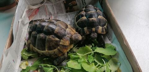 Tortues terrestres 250 28190 Saint-luperce