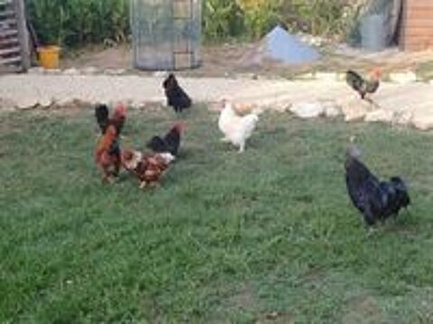   Coq de l'annee  
