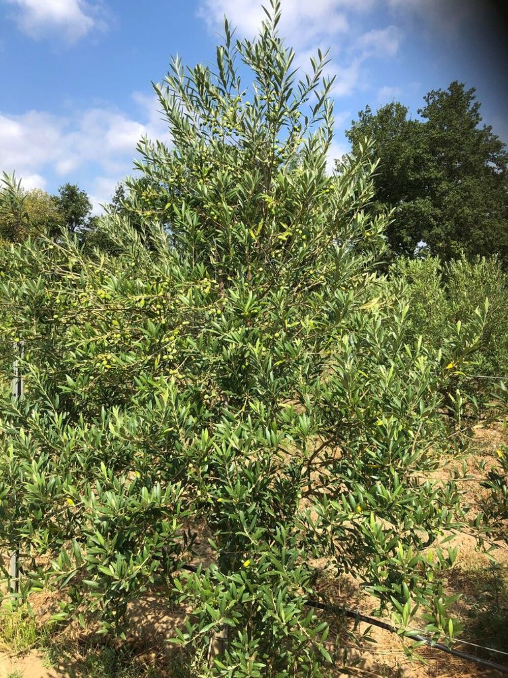 Vente Terrain oliveraie terre agricole 11000 mètres carré Estagel