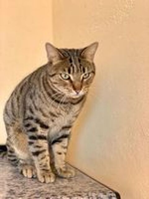   LEOPOLDO  