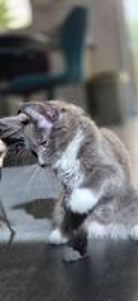   Femelle LOOF Maine Coon  