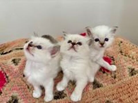   Adorables chatons Sacré de Birmanie LOOF 