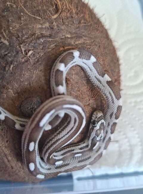 Serpent des bl&eacute;s adorable 60 06590 Th�oule-sur-mer