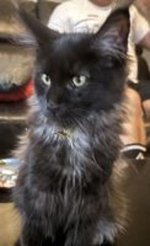   3 femelles type maine coon disponibles à l'adoption 