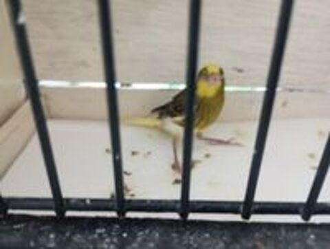   Canaris razas 
