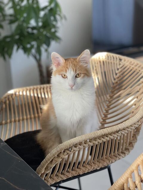 Jeune chat maitresse décédée 0 34500 Bziers