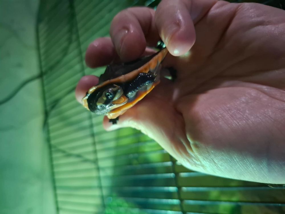  Emydura subglobosa juvénile tortue aquatique 