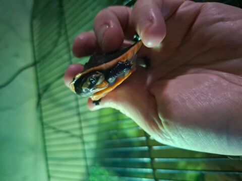 Emydura subglobosa juv&eacute;nile tortue aquatique 40 62650 Parenty