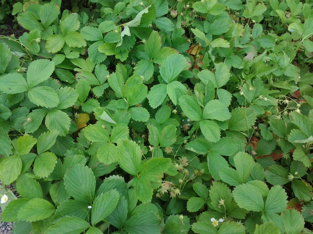 Plante Aromate Jardin
