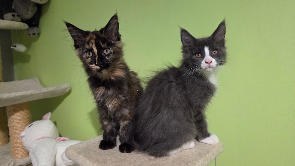   Chatons Maine Coon LOOF 