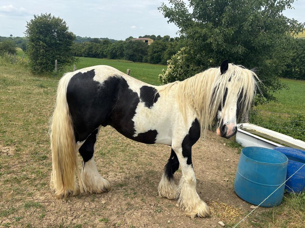   MAGNIFIQUE IRISH COB 