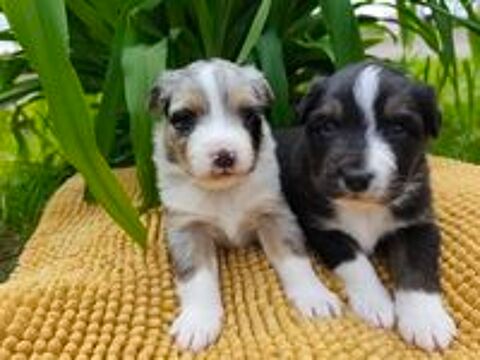   chiot berger australien 