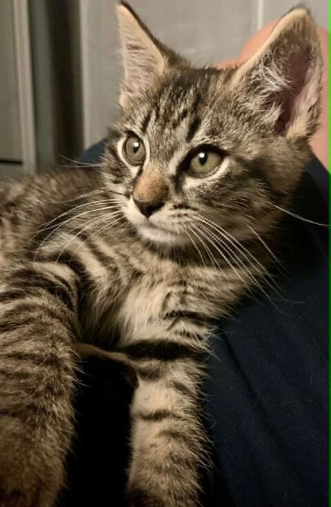 Mira petite demoiselle intr&eacute;pide et c&acirc;line 180 75016 Paris