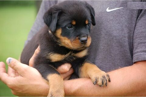 Magnifiques Chiots Rottweiler Lof Parents grande lign&eacute;es 1000 29410 Le clo�tre-saint-th�gonnec