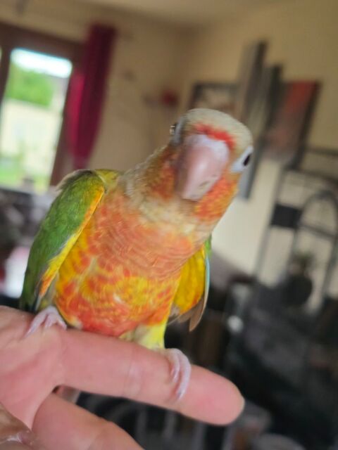 Conure de molinae ananas et ananas rouge eam 260 77240 Vert-saint-denis
