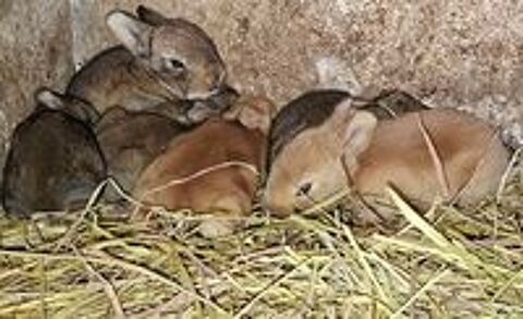   lapins 7 lapins fermier a partir du 20 novembre 