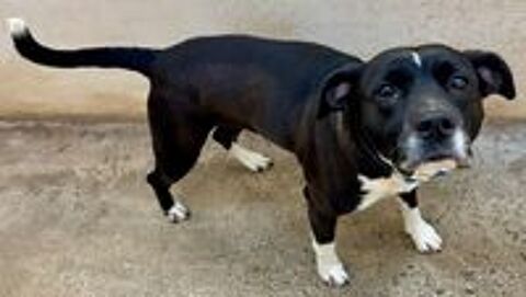   BABETH, staffie 2 ans 
