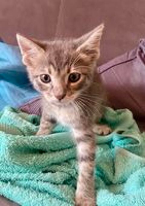   TROIS. ADORABLES PETITS CHATONS. 