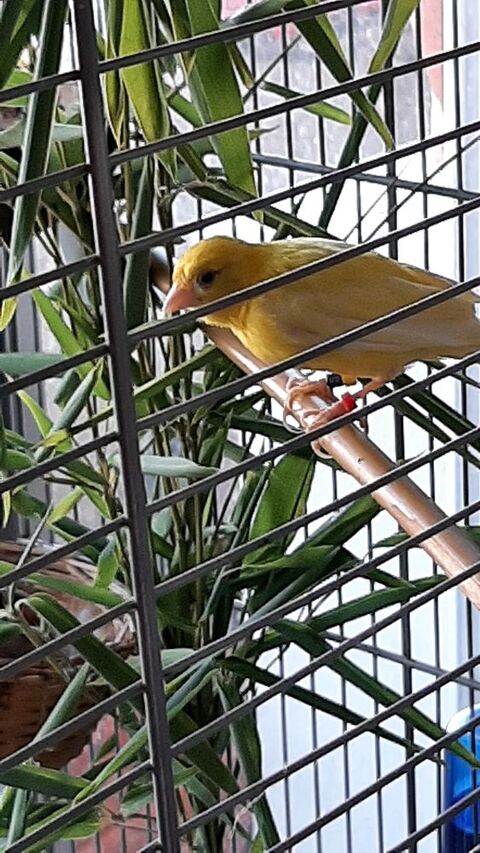 males canaris raza jaspe ann&eacute;e 2026 30 77177 Brou-sur-chantereine