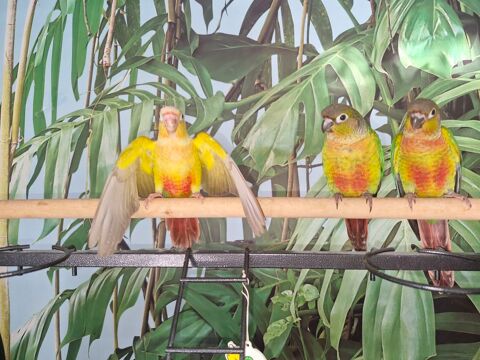 B&eacute;b&eacute;s conures eam 
Bagu&eacute; cde 200 52100 Saint-dizier