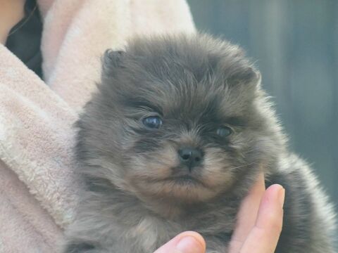 Spitz nain pomeranien  1800 91650 Breuillet