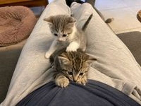   DON CHATONS 