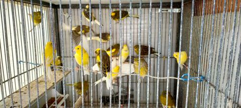 Jeunes Canaries panaché 
15 93600 Aulnay-sous-bois