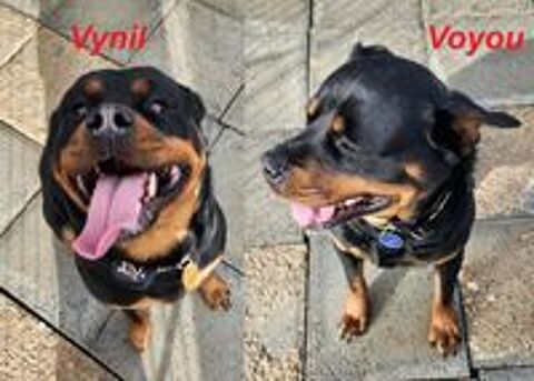   A réserver Chiots Rottweiler  