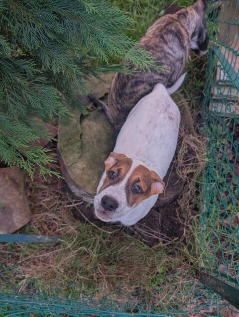 Roach, m&acirc;le X berger, n&eacute; le 01/11/2025 🤍 300 54000 Nancy