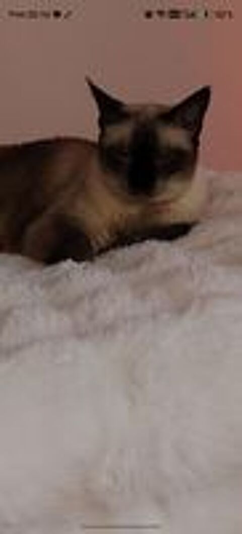   Donne chatte siamoise 10 ans 