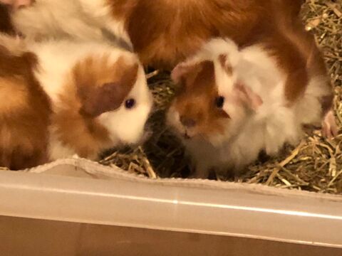 Cochons d?Inde  l?adoption 5 Dole (39)