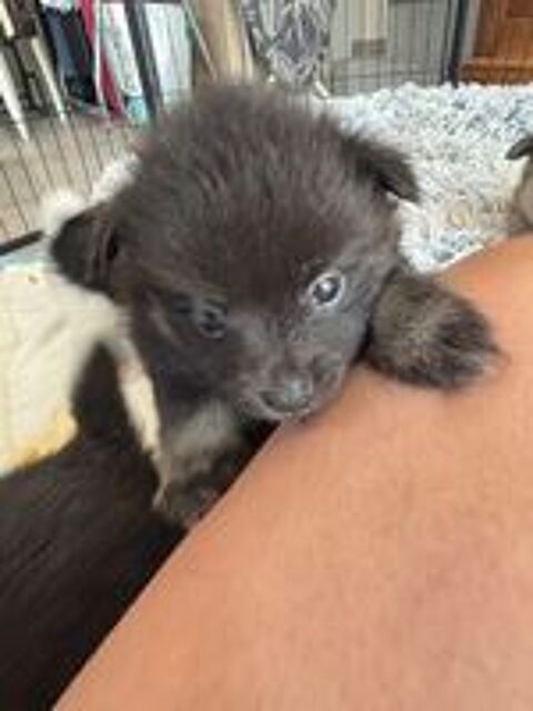   Adorables Chiots Spitz Allemand Moyen 