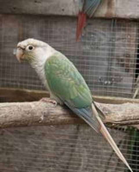   Mâle conure molinae  
