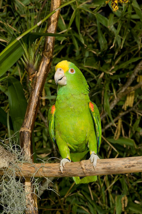 AMAZONE A FRONT JAUNE ELEVE MAIN 1100 85300 Challans