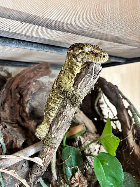 Gecko Leachianus Mont Koghi 750 49122 Le may-sur-�vre
