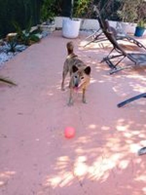   Garde chiens et chats 