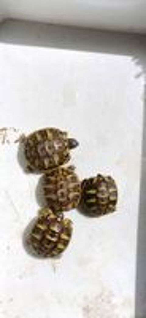   Juveniles tortues 