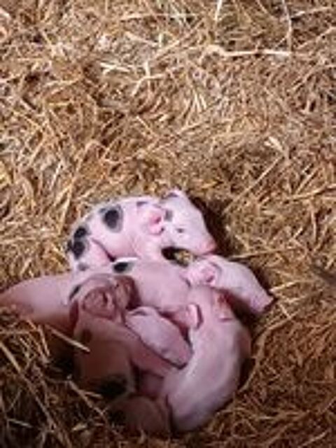   Porcelets, Cochons de lait BIO 