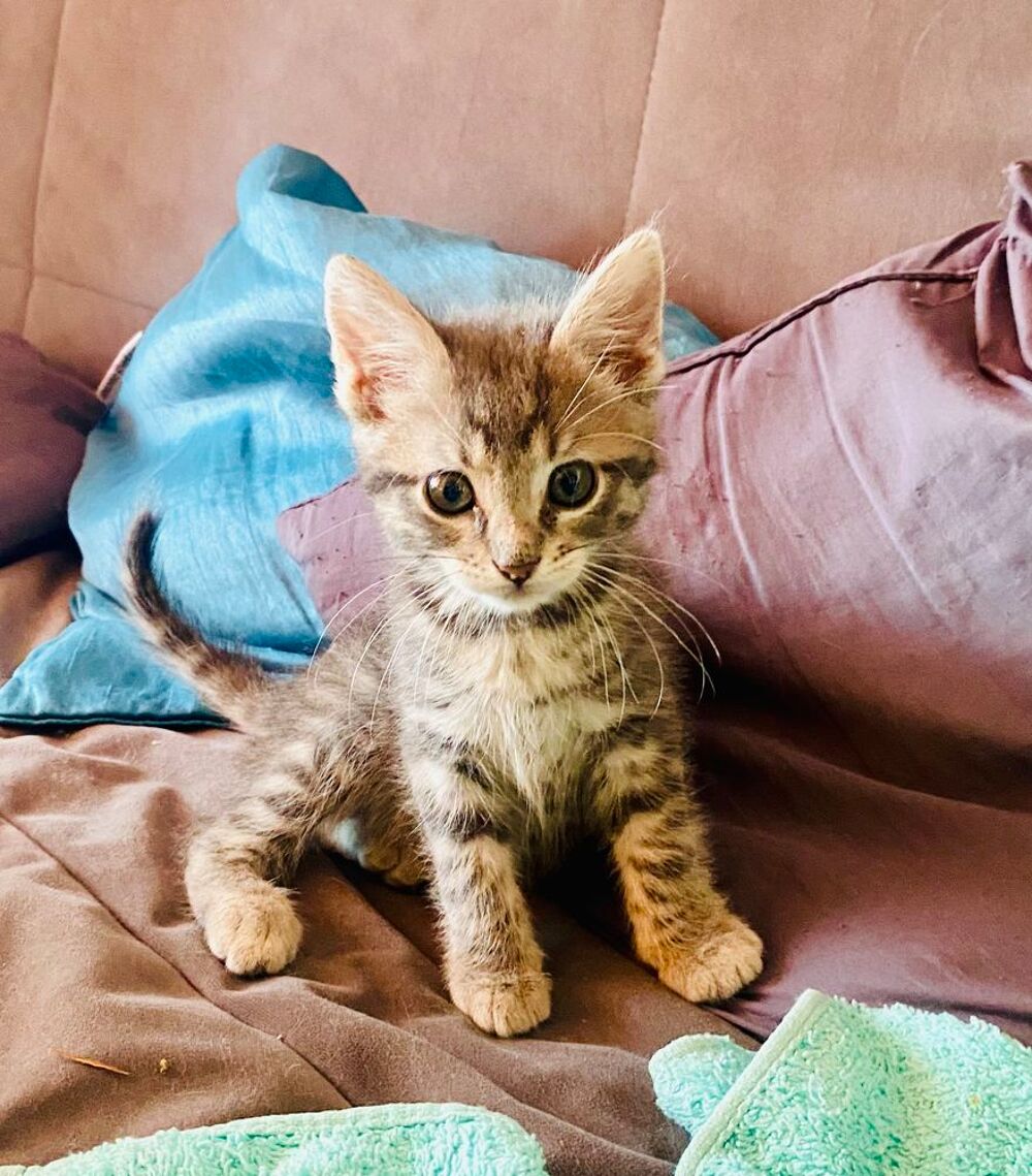   2 CHATONS TRÈS CALINS ET JOUEURS 