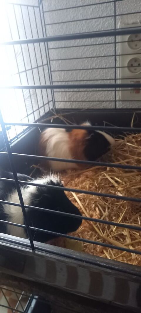 Cochons d inde 0 31350 Ciadoux