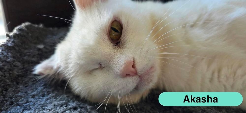  Akasha, chatte blanche à adopter 