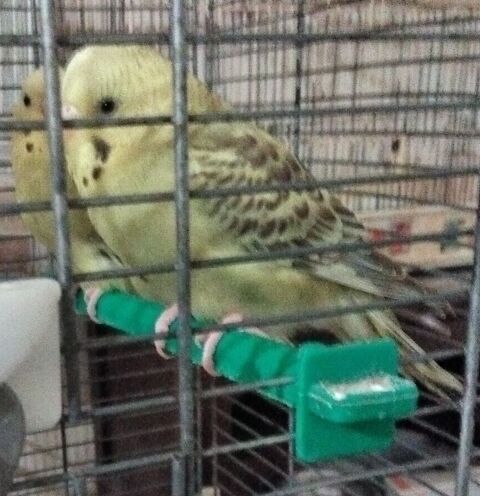 perruches ondul&eacute;es 7 81270 Labastide-rouairoux