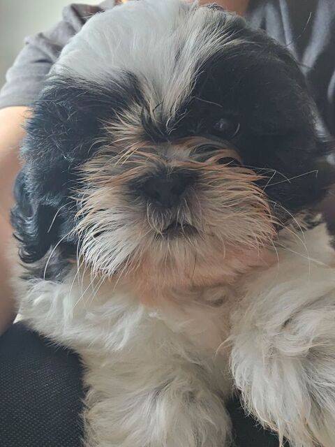 Shih tzu LOF 1200 45700 Villevoques