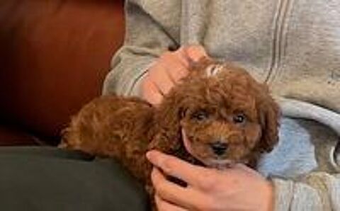   Maltipoo  