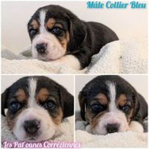   Magnifiques petits beagles  