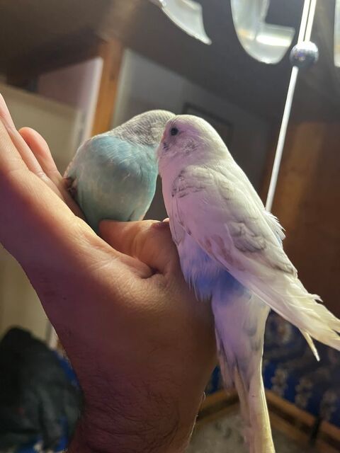 Perruches ondulées 10 67310 Wasselonne