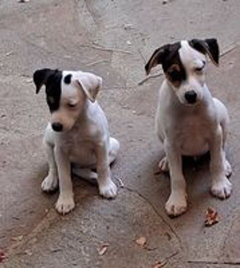   Chiot ratier 