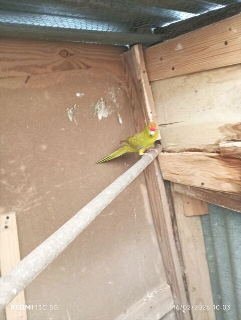 Kakariki 30 79400 Azay-le-br�l�