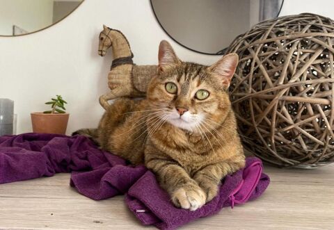 Minette chatte tigrée de 2 ans A ADOPTER 120 11000 Carcassonne